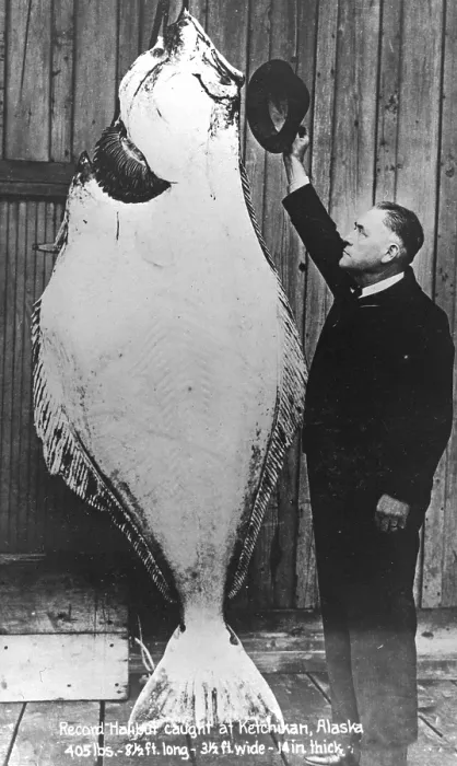 Framed Print : Man posing with a halibut (Hippoglossus hippoglossus)