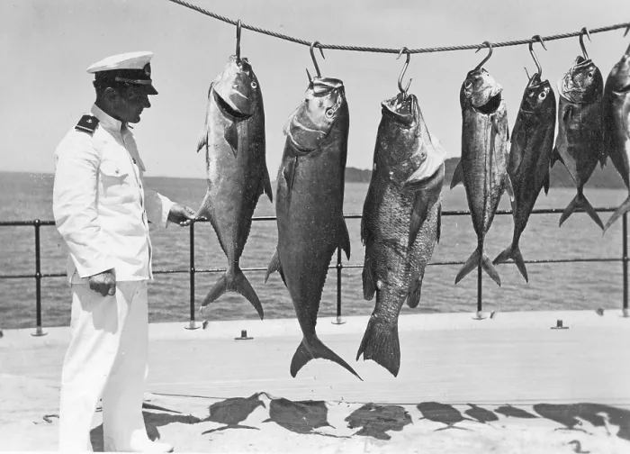 Framed Print : Man, sailor posing with various captured groupers and mackerel