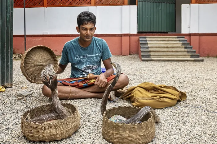Framed Print : A man sits on a gravel floor with two wicker baskets and two cobras in a traditional performing situation