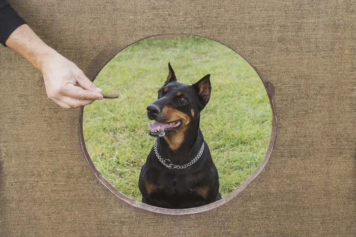 Framed Print : Man training dog and holding food Framed Print : Man training dog and holding food