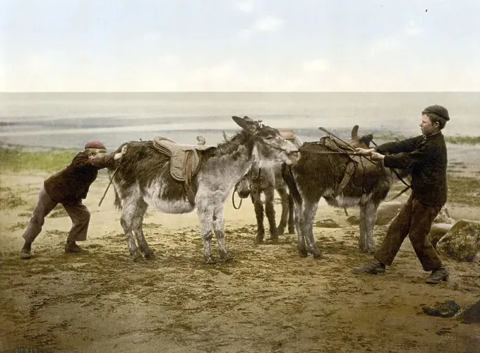 Framed Print : Man trying to persuade some stubborn donkeys to move Framed Print : Man trying to persuade some stubborn donkeys to move