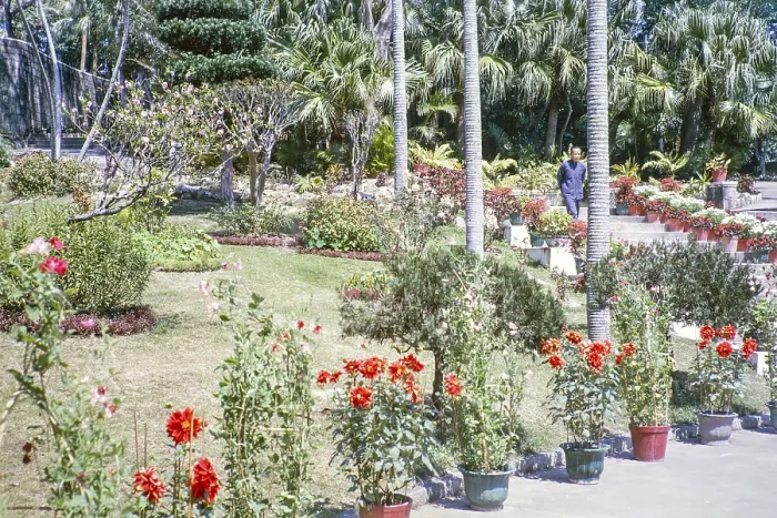 Framed Print : Man walking down steps in garden of potted dahlia plants