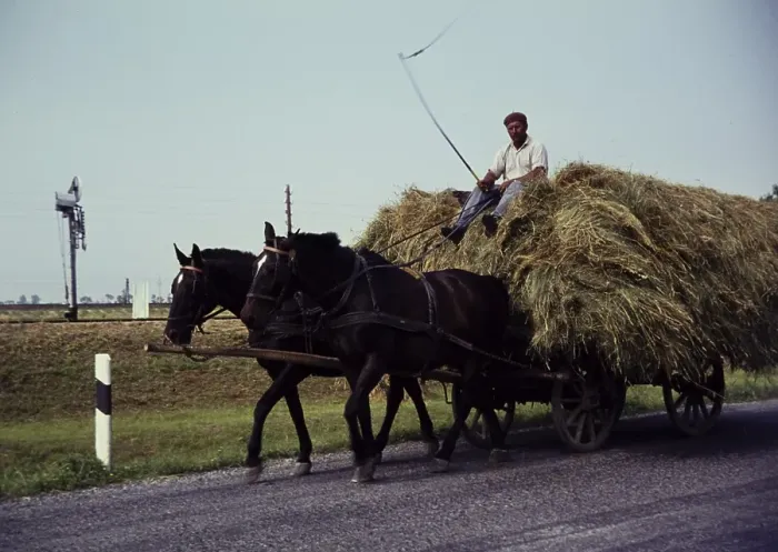 Framed Print : Man with whip on horse and cart transporting hay in rural surroundings, Romania, Eastern Europe 1967, Europe Framed Print : Man with whip on horse and cart transporting hay in rural surroundings, Romania, Eastern Europe 1967, Europe