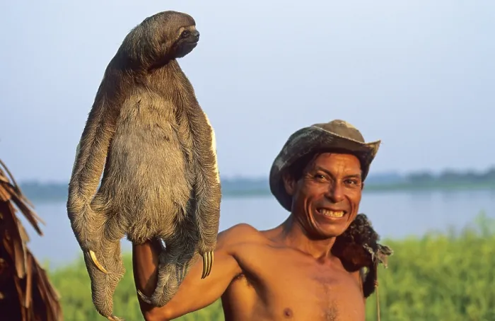 Framed Print : A man who runs a small private zoo near Iquitos on the Amazon shows a sloth