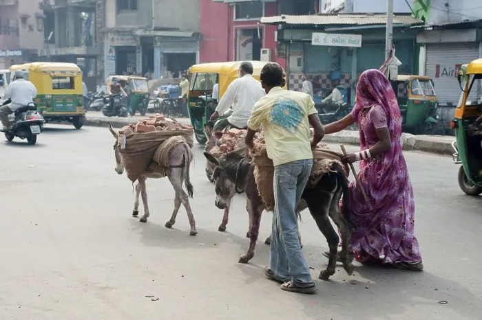 Framed Print : Man and woman carrying brick on donkeys back Framed Print : Man and woman carrying brick on donkeys back