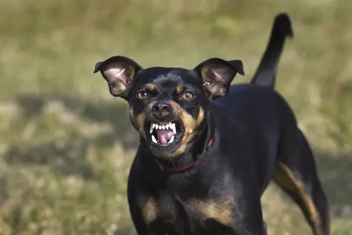 Framed Print : Manchester Terrier (Canis lupus familiaris) showing teeth while growling