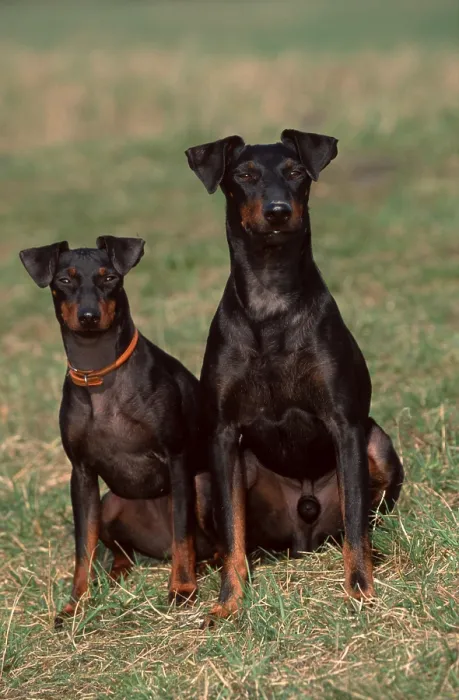 Framed Print : Manchester Terrier, Pair