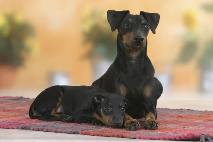 Framed Print : Manchester Terrier with puppy, 8 weeks, detachable