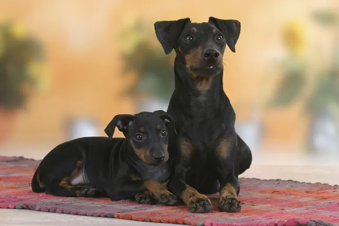 Framed Print : Manchester Terrier with puppy, 8 weeks, detachable