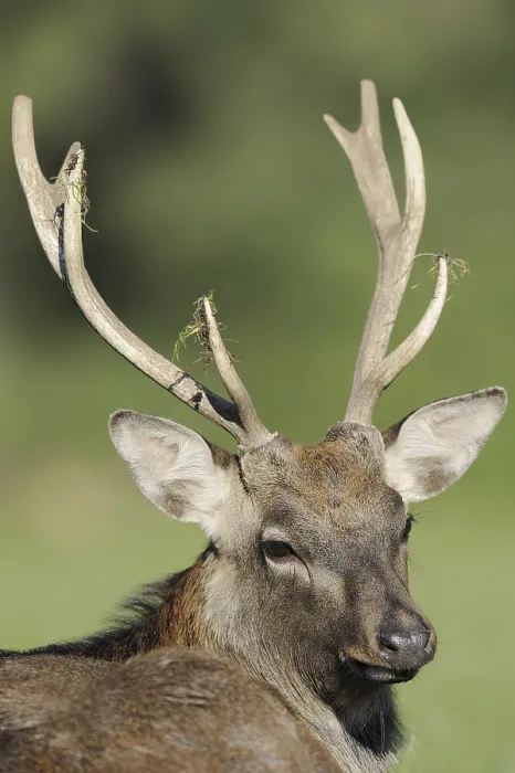 Framed Print : Manchurian sika deer (Cervus nippon hortulorum)