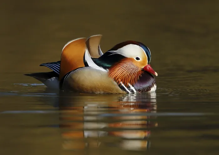 Framed Print : Mandarin duck, Aix galericulata