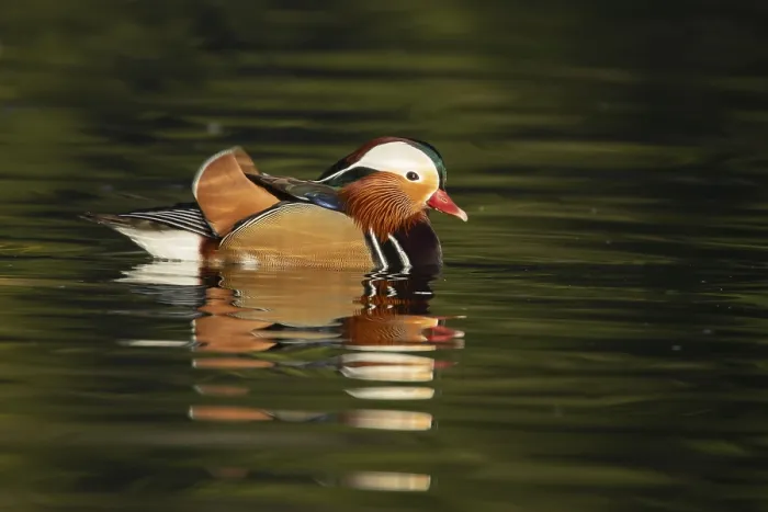 Framed Print : Mandarin duck (Aix galericulata) adult male bird on a lake Framed Print : Mandarin duck (Aix galericulata) adult male bird on a lake