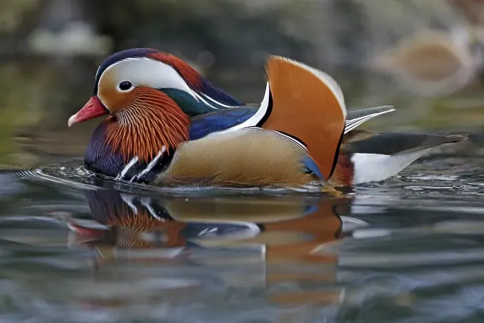 Framed Print : Mandarin duck (Aix galericulata) floats in the water Framed Print : Mandarin duck (Aix galericulata) floats in the water