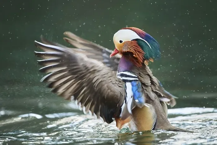 Framed Print : Mandarin duck (Aix galericulata) male