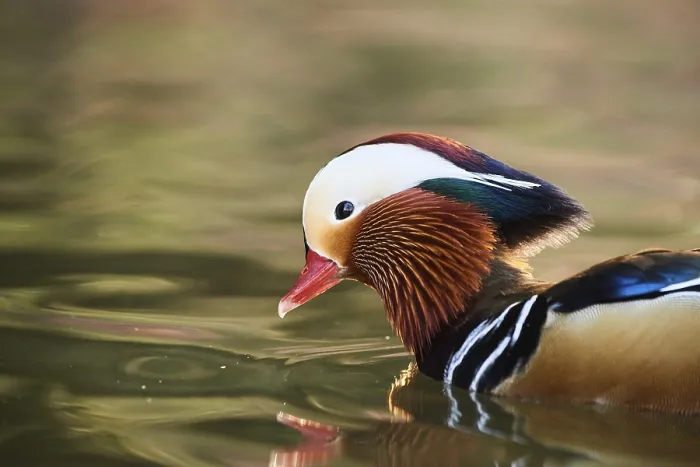 Framed Print : Mandarin duck (Aix galericulata) male swimming in a lake