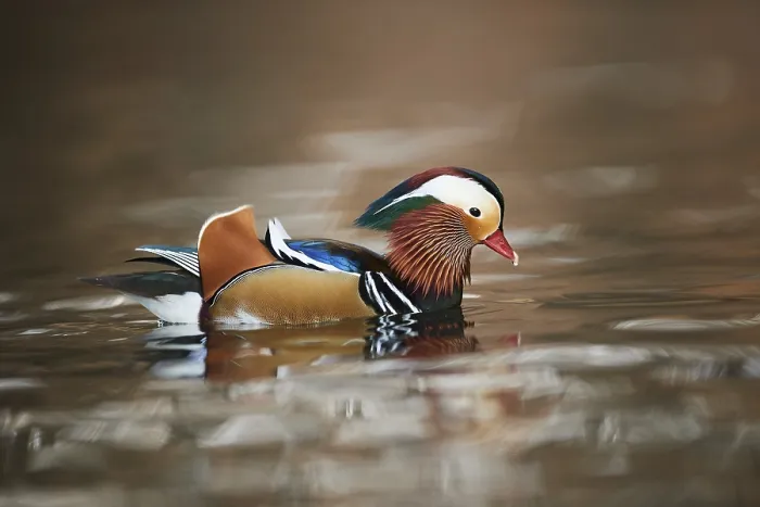 Framed Print : Mandarin duck (Aix galericulata) male swimming in a lake