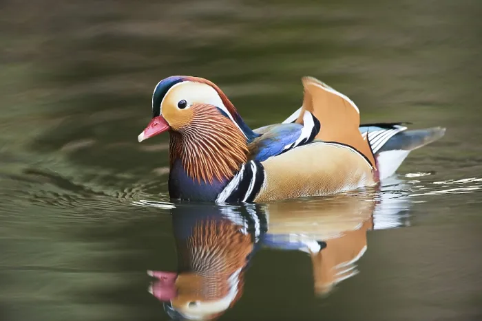 Framed Print : Mandarin duck (Aix galericulata) male swimming in water
