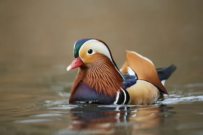 Framed Print : Mandarin duck (Aix galericulata) male swimming in water Framed Print : Mandarin duck (Aix galericulata) male swimming in water