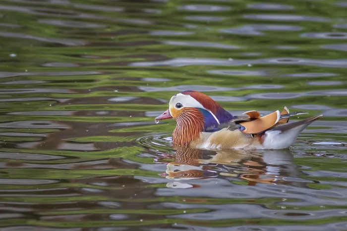 Framed Print : Mandarin duck on the lake Framed Print : Mandarin duck on the lake