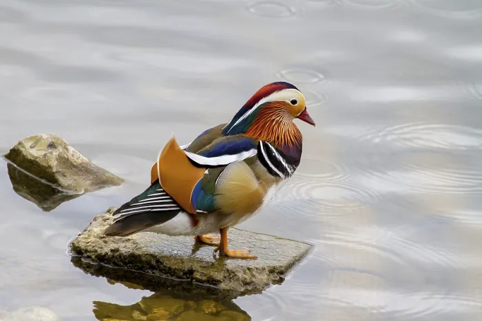 Framed Print : Mandarin duck on a rock in the water