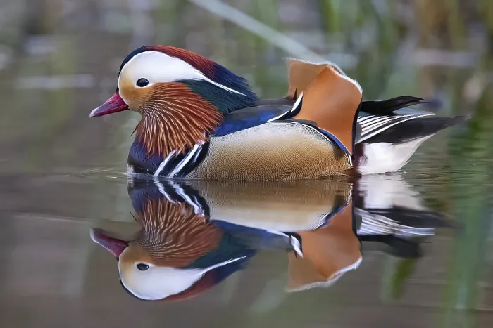 Framed Print : Mandarin ducks (Aix galericulata) Framed Print : Mandarin ducks (Aix galericulata)
