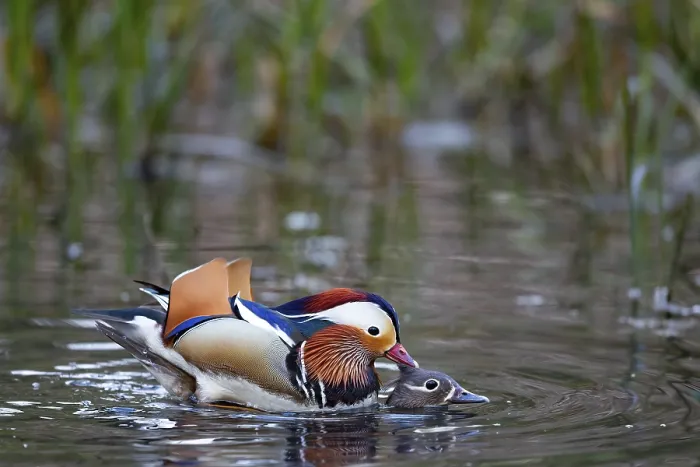 Framed Print : Mandarin ducks (Aix galericulata) pair Framed Print : Mandarin ducks (Aix galericulata) pair