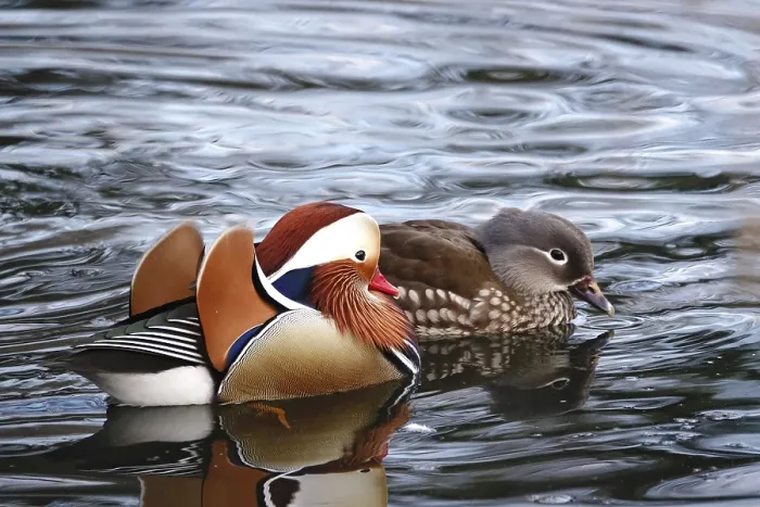 Framed Print : Mandarin ducks in a lake, winter, Germany, Europe Framed Print : Mandarin ducks in a lake, winter, Germany, Europe