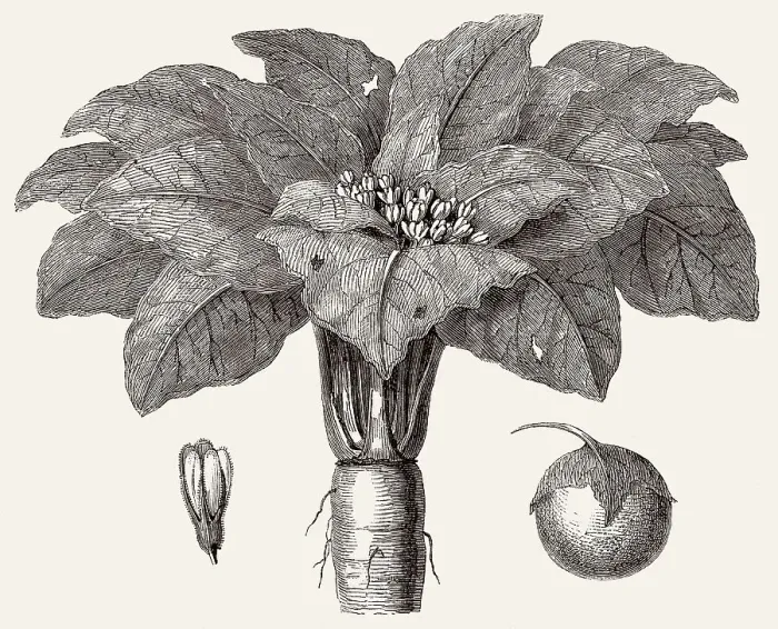 Framed Print : Mandrake, Mandragora officinarum Framed Print : Mandrake, Mandragora officinarum