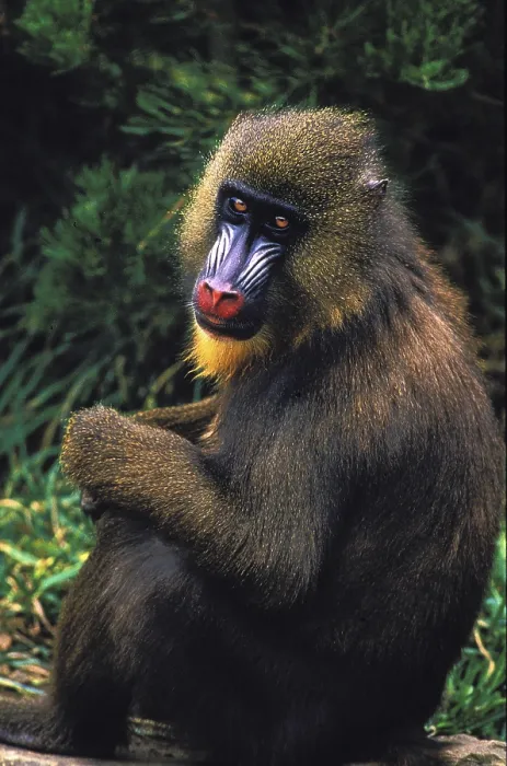 Framed Print : Mandrill (mandrillus sphinx), FEMALE SITTING ON THE GROUND