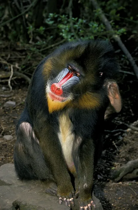 Framed Print : Mandrill (mandrillus sphinx), male crossing his head with his foot