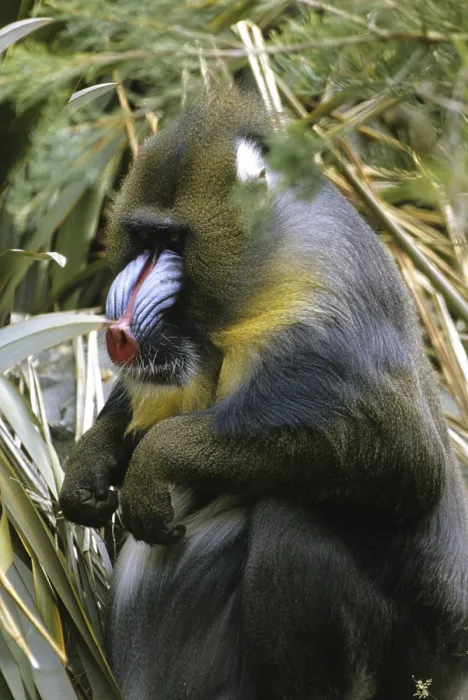 Framed Print : Mandrill (Mandrillus sphinx), male sitting