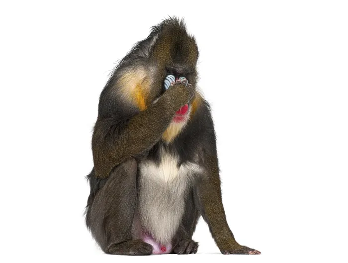 Framed Print : Mandrill, Mandrillus sphinx, primate sitting in studio