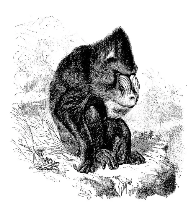 Framed Print : Mandrill (Mandrillus sphinx), a primate species from the guenon family