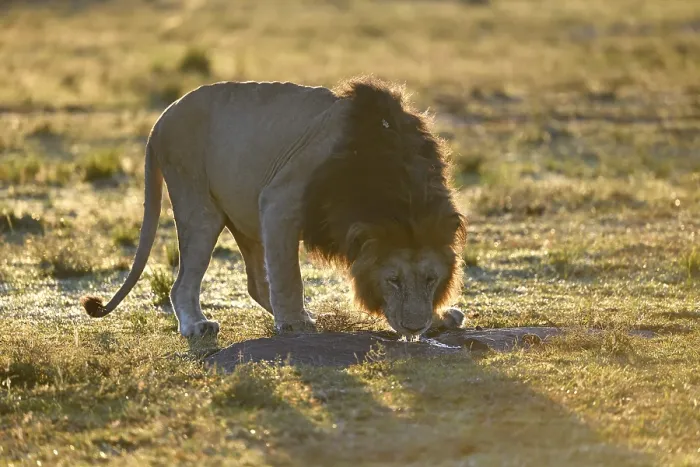 Framed Print : Mane (Panthera leo) drinks at sunrise in the grass savannah from a puddle of rain