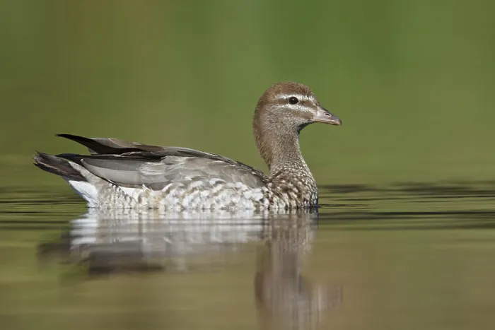 Framed Print : Maned Duck (Chenonetta jubata) female