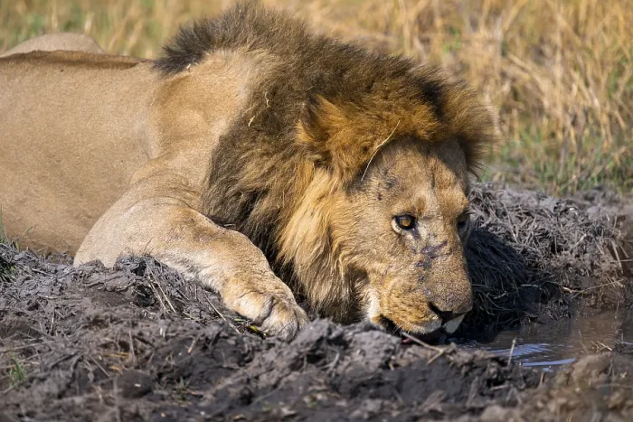 Framed Print : Maned lion drinks, lion (Panthera Leo) lying in grass