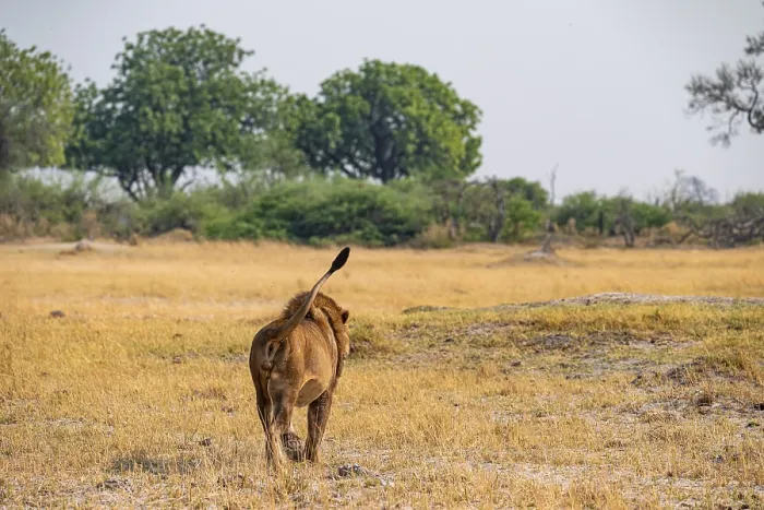 Framed Print : Maned lion, lion (Panthera leo) goes away