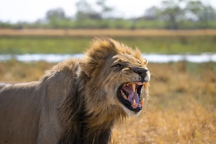 Framed Print : Maned lion, lion (Panthera Leo) hisses