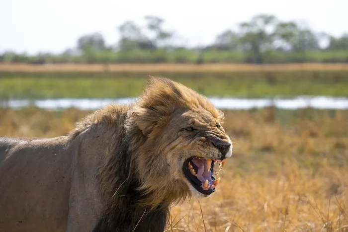Framed Print : Maned lion, lion (Panthera Leo) hisses