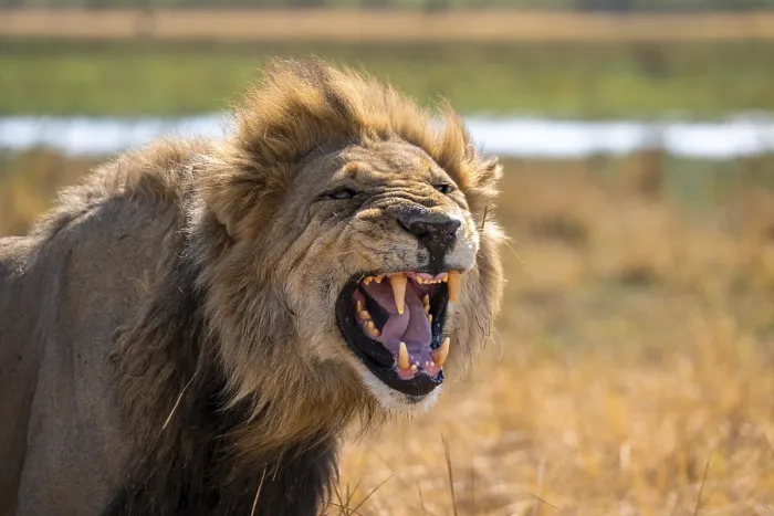 Framed Print : Maned lion, lion (Panthera Leo) hisses Framed Print : Maned lion, lion (Panthera Leo) hisses