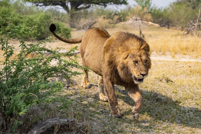 Framed Print : Maned Lion, Lion (Panthera Leo) runs