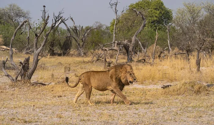 Framed Print : Maned lion, lion (Panthera Leo) runs to the side