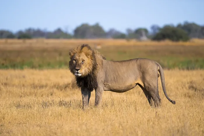 Framed Print : Maned lion, lion (Panthera Leo) standing in grass