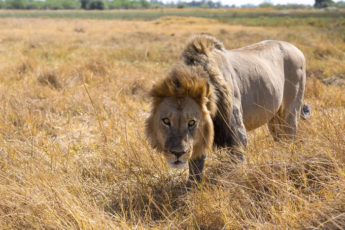 Framed Print : Maned lion (Panthera Leo) lurking in grass