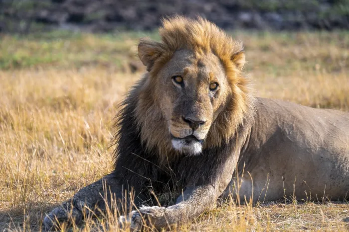 Framed Print : Maned lion (Panthera Leo) lying in grass Framed Print : Maned lion (Panthera Leo) lying in grass