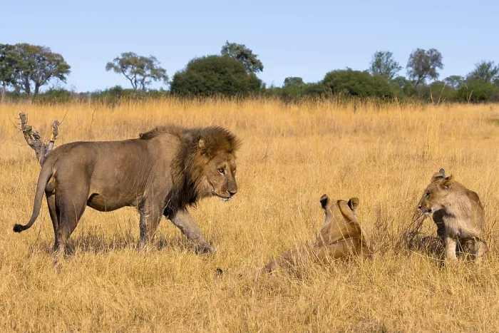 Framed Print : Maned lion and young animals, lion (Panthera Leo) in grass