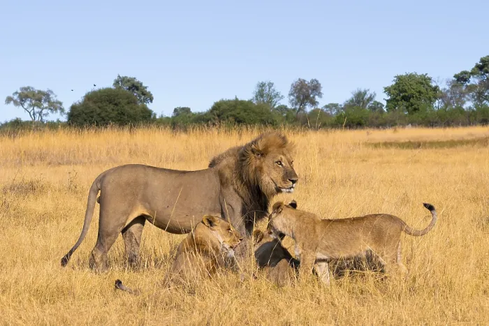 Framed Print : Maned lion and young animals, lion (Panthera Leo) lying in grass