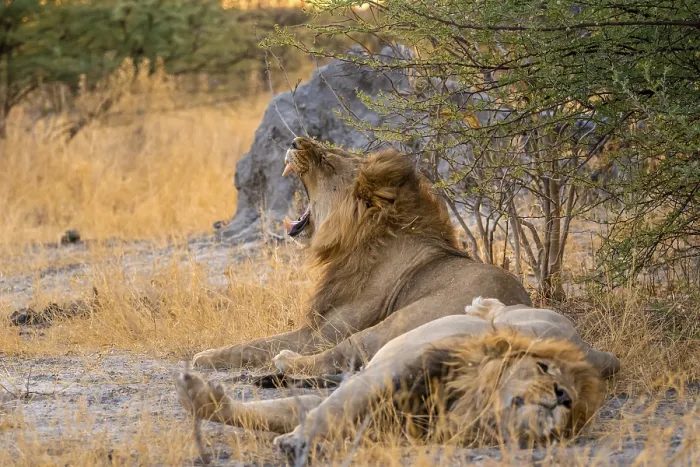 Framed Print : Two maned lions, lion yawns, siblings lying in grass