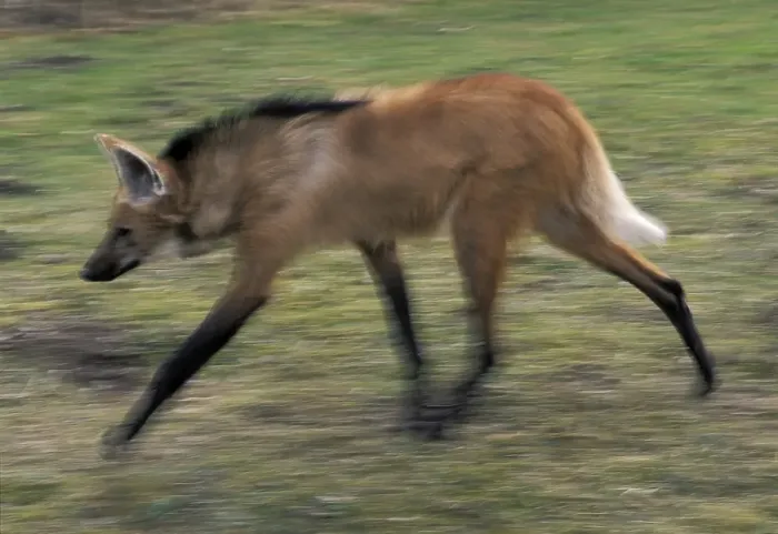 Framed Print : Maned Wolf (Chrysocon brachyurus)