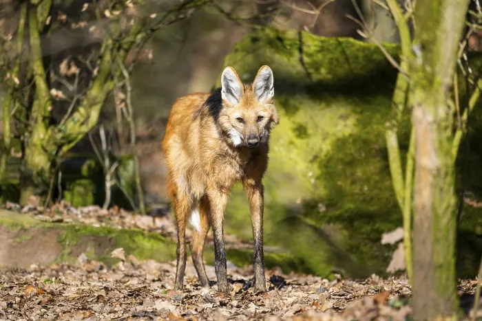 Framed Print : Maned wolf (Chrysocyon brachyurus) in a forest Framed Print : Maned wolf (Chrysocyon brachyurus) in a forest